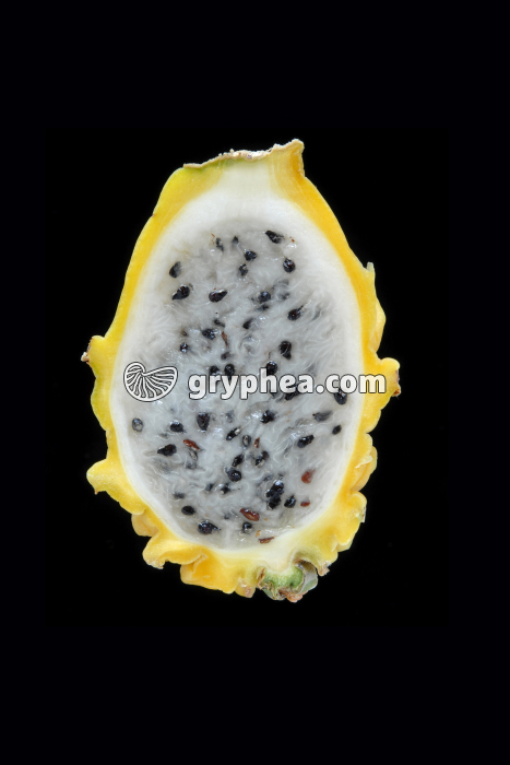 Pitaya jaune CL - gryphea.com